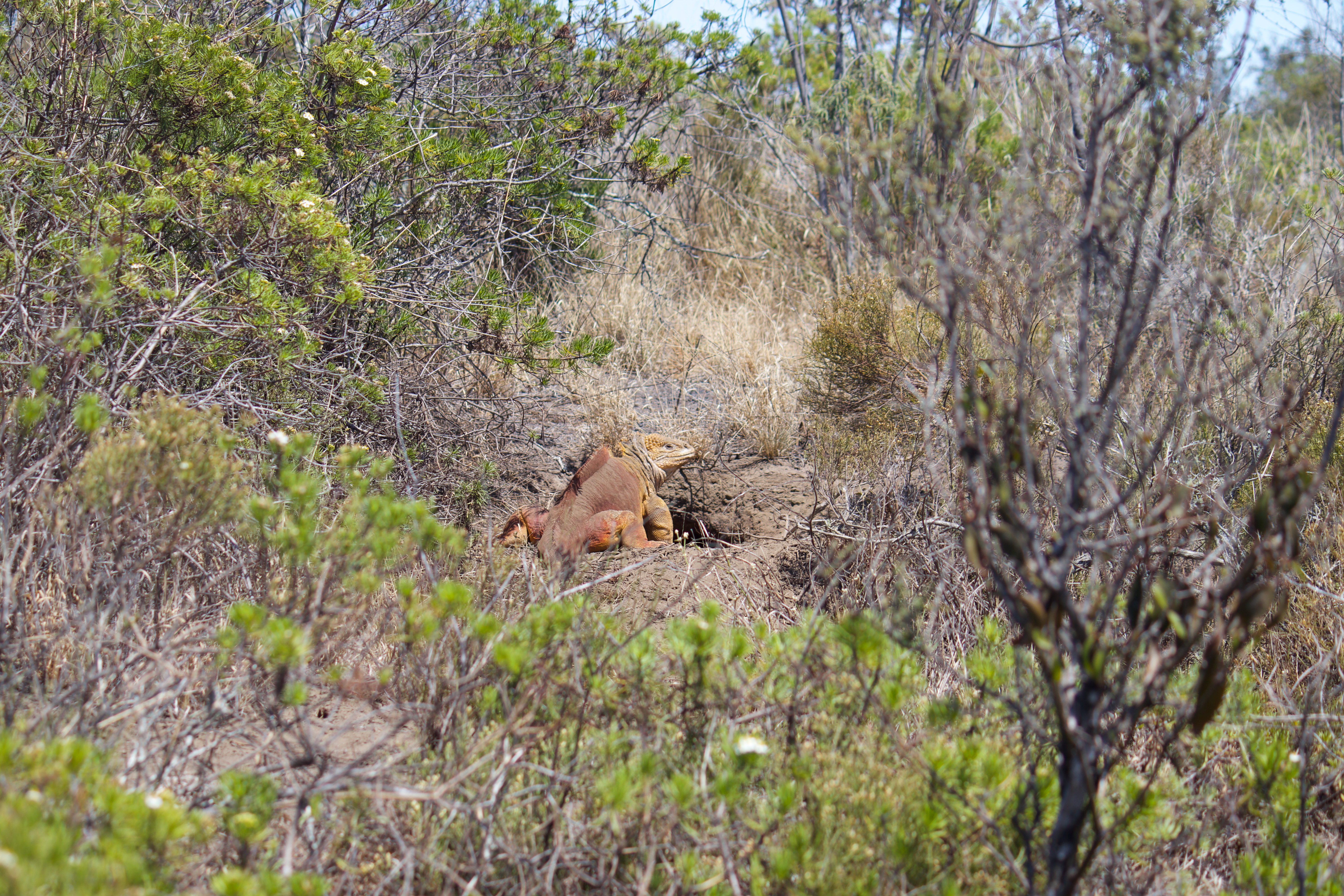 Conolophus subcristatus